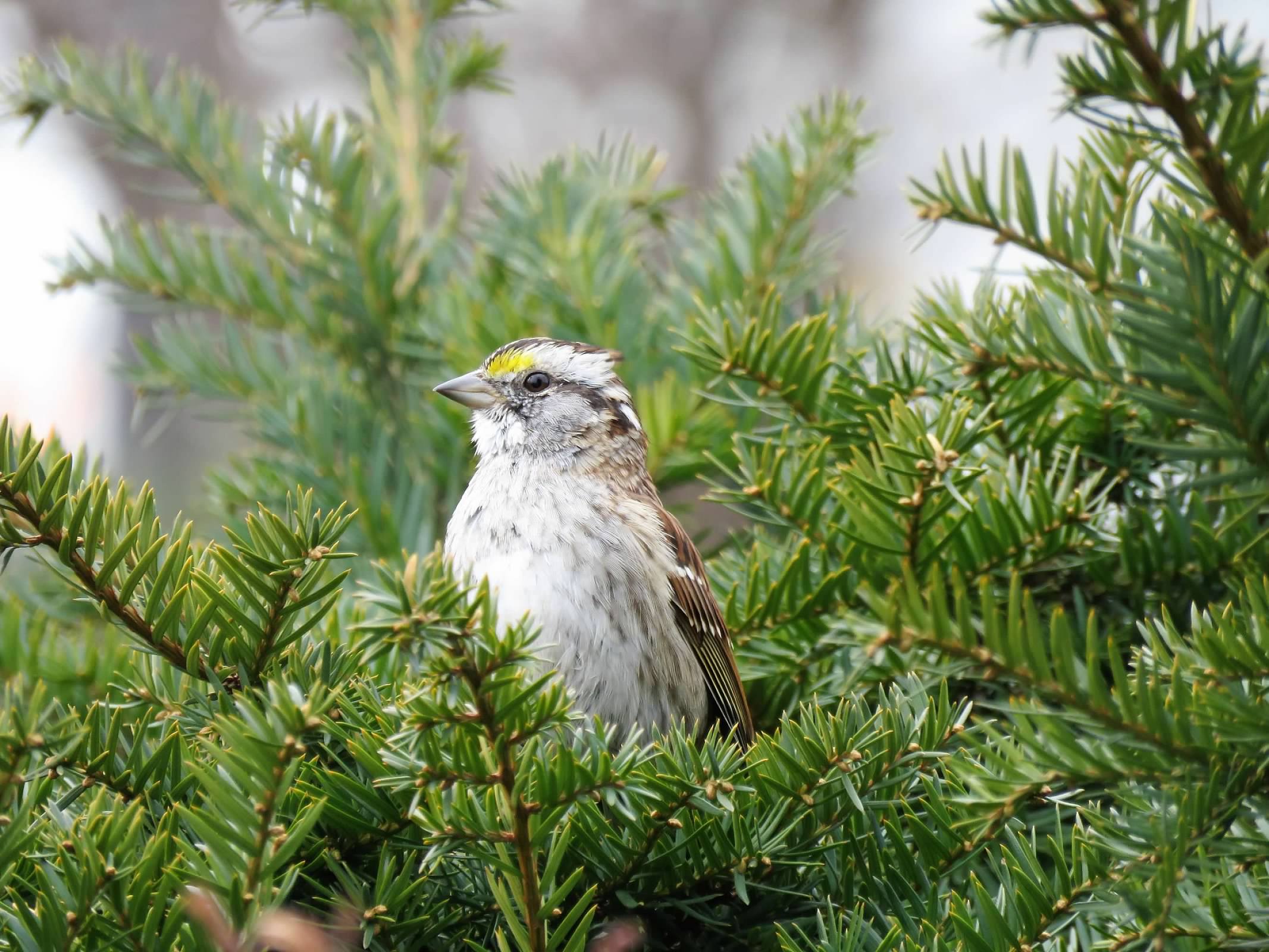 Birding on The Greenway and in Your Backyard - The Rose Kennedy Greenway