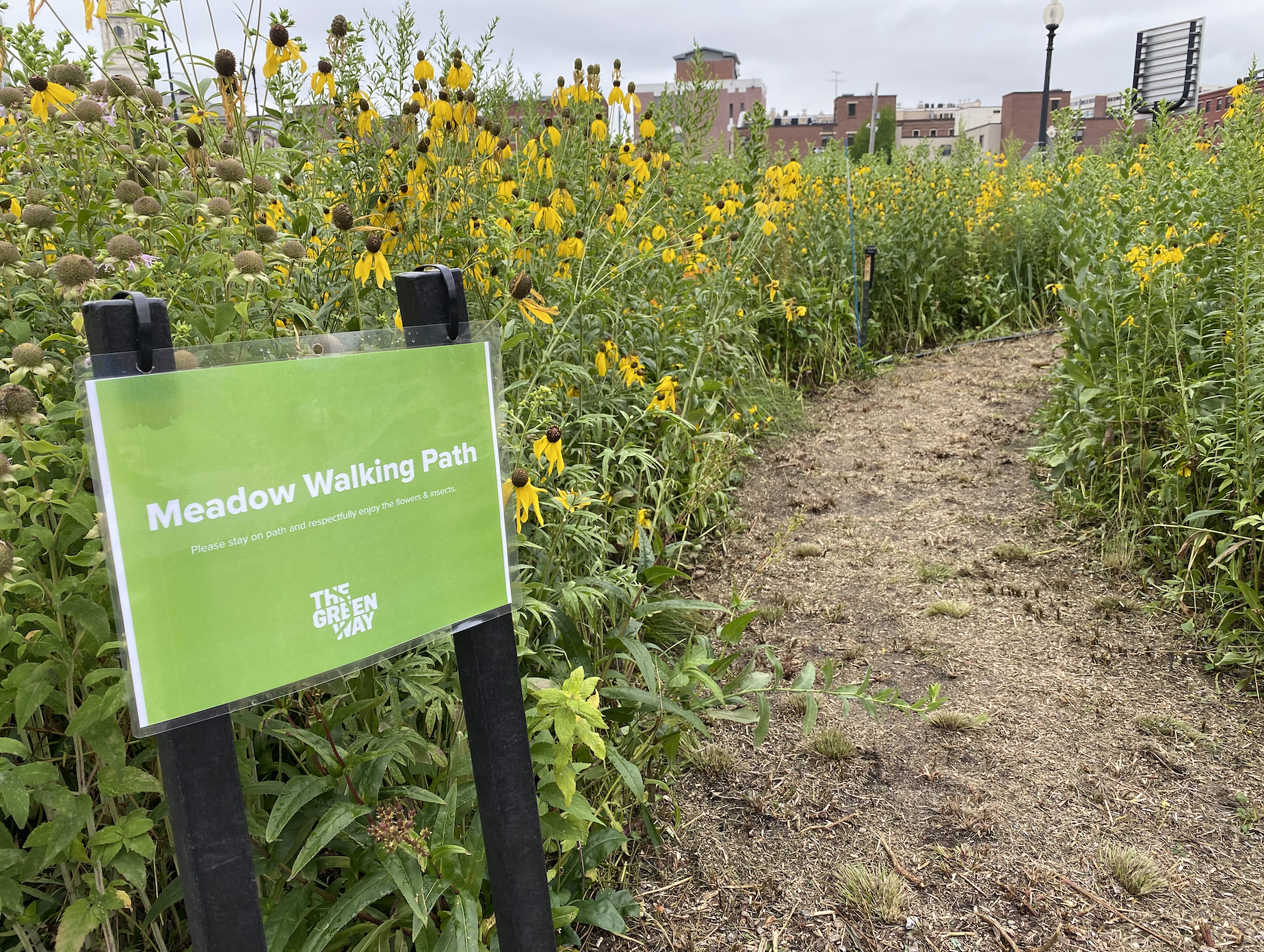 7 Things To Consider Before Planting a Wildflower Meadow