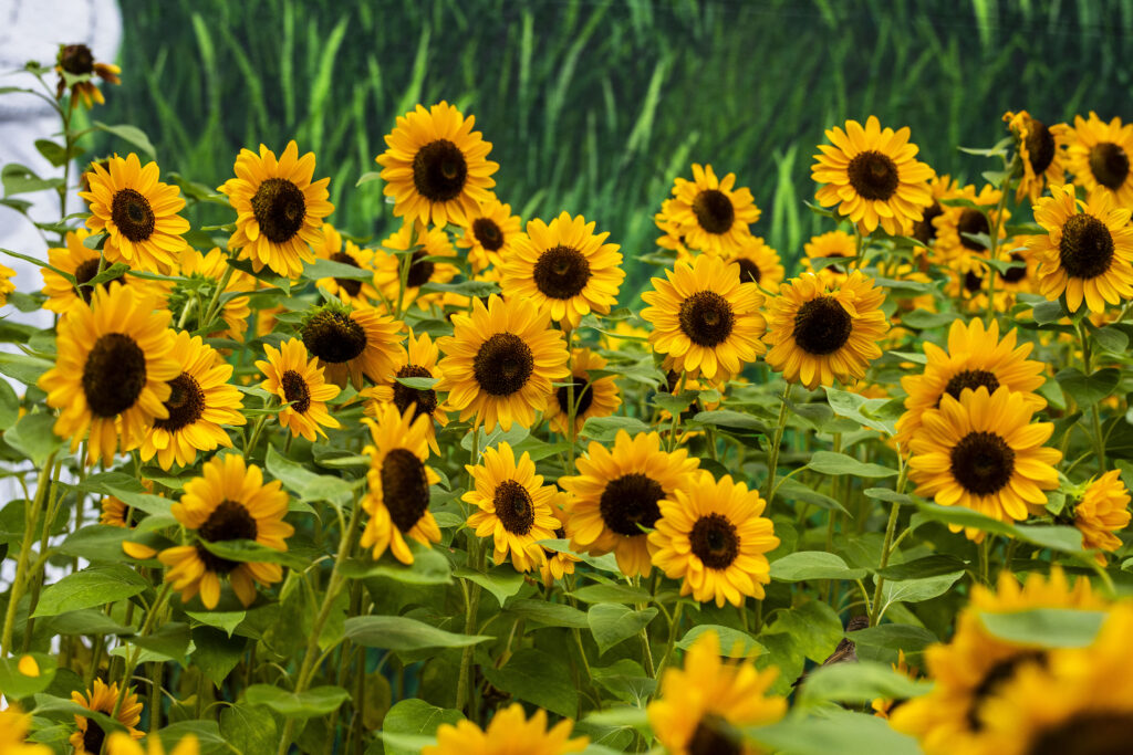 Seeds of Wisdom, 2023 - The Rose Kennedy Greenway